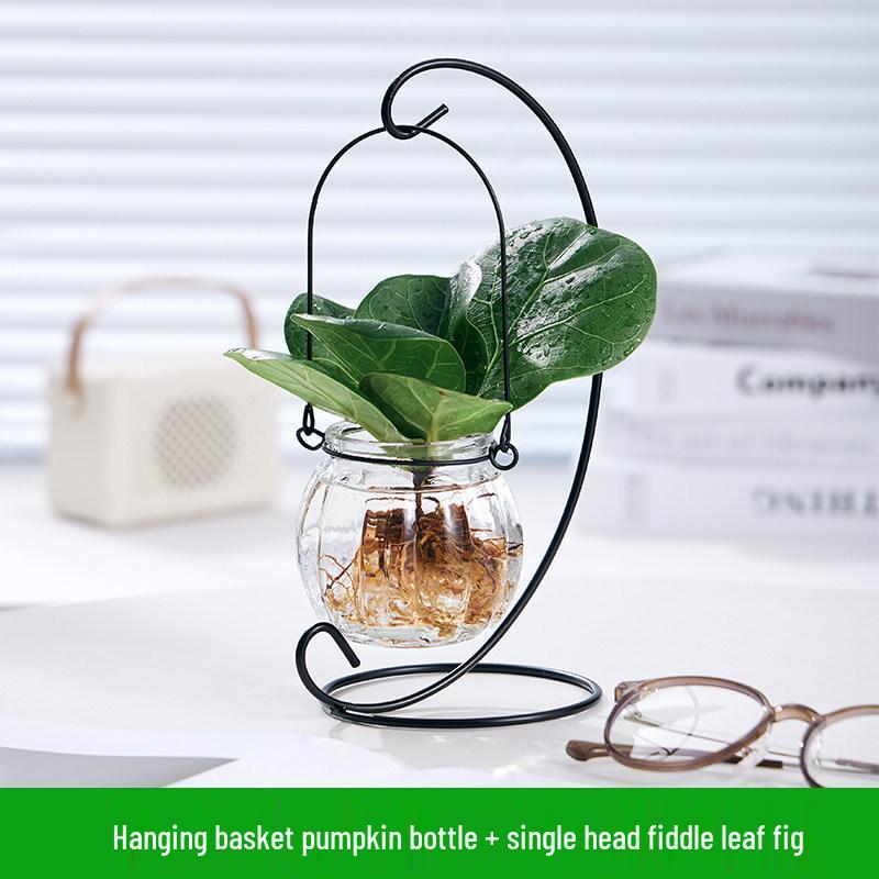 Indoor Desktop Murraya: Easy-Care Blooming Green Hydroponic Plants for Office & Living Room