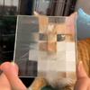 1 шт. Двухквадратный 3D Стеклянный Фотофон Милый Игривый Мозаичный Пиксельный Питомец Реквизит Для Кошек Собак Креативный Фотографический Реквизит