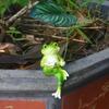 Cute Garden Frog Statue Cartoon Animal Miniatures Sculpture Crafts Frog Figurine  Fish Tank