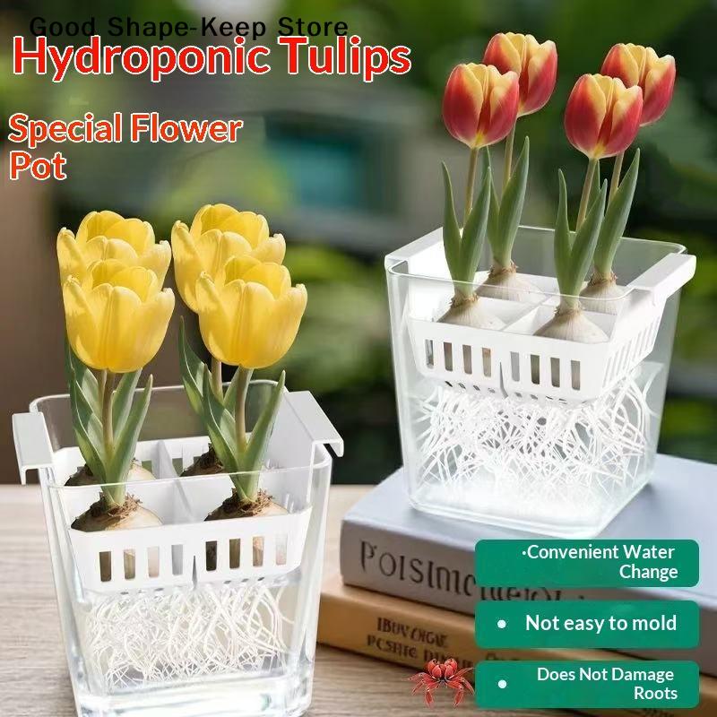 4 Holes Soilless Flower Pot Home Decoration Hydroponic Containers With Breathable Support Basket Tulip Seed Hydroponic Flowerpot