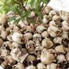 20pcs Decoration Props Mini Skulls Flowerpot Decor Skull Rocks Small Skeleton Head  Halloween