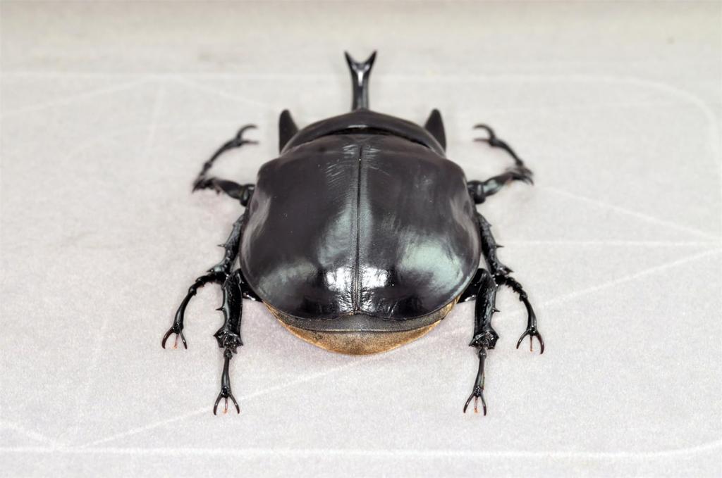 БАКАЛИСО Нирвана Актеон Жук-слон Фигурка Жук Жук-слон Магнит для холодильника Магнит Реалистичный Взрослый Иллюстрированная книга Насекомое