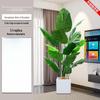 180cm Artificial Bird of Paradise Plant with White Square Pot