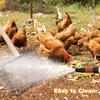Large Chicken Poop Scooper Stainless Steel Chicken Coop Cleaning Shovel with Wooden Handle 3-in-1 Litter Scoop for Chicken Coop Accessories