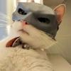 Bat- Cat - Maskbat Cat Mask Cat