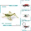Realistic Pvc Insect Model Set Including Rhinoceros Beetle And Dragonfly For Decoration