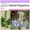 Mexican Chia - 500 Seeds - Salvia Hispanica