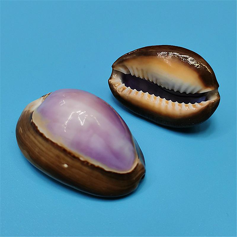 Редкий натуральный экземпляр раковины каури для аквариума или средиземноморского домашнего декора