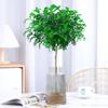 Hydroponic Fragrant Wood Plant: Indoor Insect & Mosquito Repellent, Evergreen, Year-Round Water-Cultured Green Plant for Desktops.