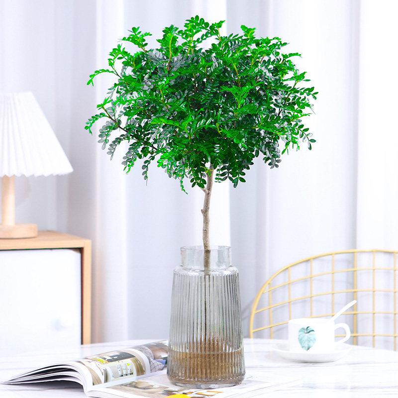 Hydroponic Fragrant Wood Plant: Indoor Insect & Mosquito Repellent, Evergreen, Year-Round Water-Cultured Green Plant for Desktops.