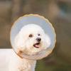 Anti-Lick Cat Elizabethan Collar Anti-Chew Dog Anti-Bite Collar Pet Recovery Collar  Pet Care