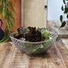 Mirage square bowl 25.6 gold rim PLASTIC