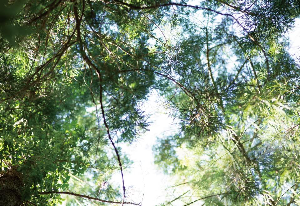 SHIRO Wood Bath Salts 400g