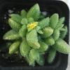 Lei Tong Multi-headed Succulent Plant - Beginner-Friendly Office Desktop Greenery with Radiation Protection