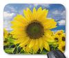 Подсолнух и голубое небо мышь Фотопланшет Цветы планшет (Мировая серия) (В)