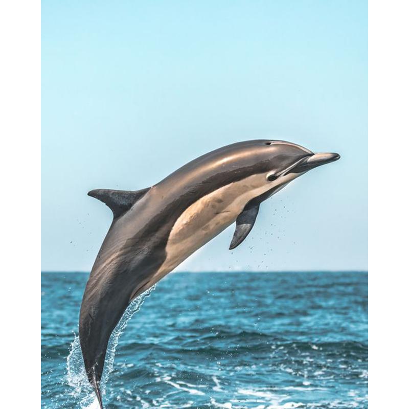 5D DIY Diamond Painting Full Round Animal Dolphin Diamond Embroidery Painting Cross Stitch Kit Home Decoration Rhinestone Gift