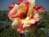 5 SEEDS of ADENIUM OBESUM "Luang Lai" Desert Rose -FRESH SEEDS