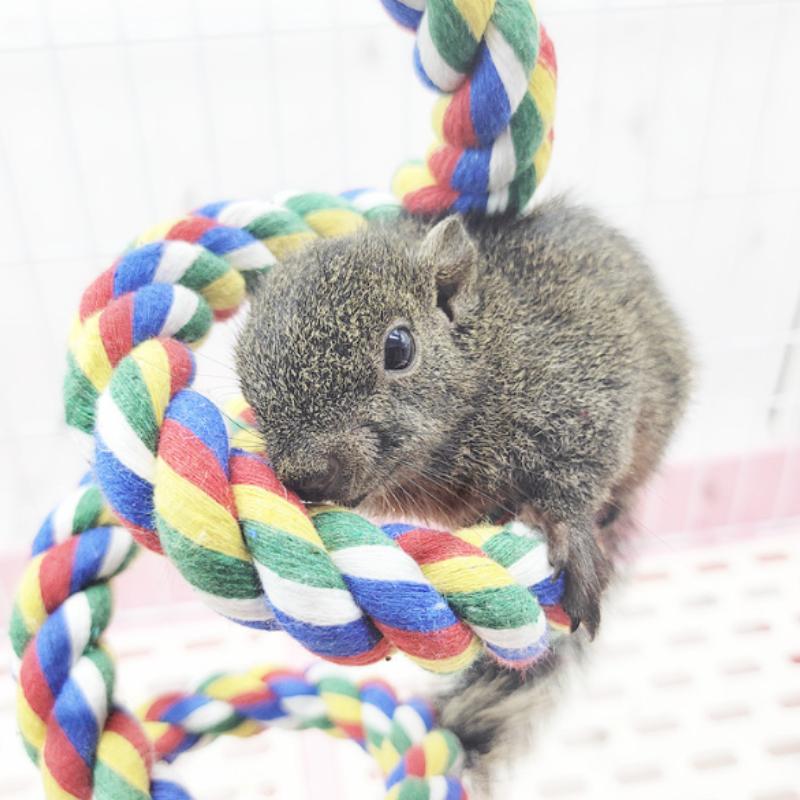 Игрушки для попугаев, веревки для лазания попугаев, игрушки для птиц, качели, принадлежности и посуда для птиц.