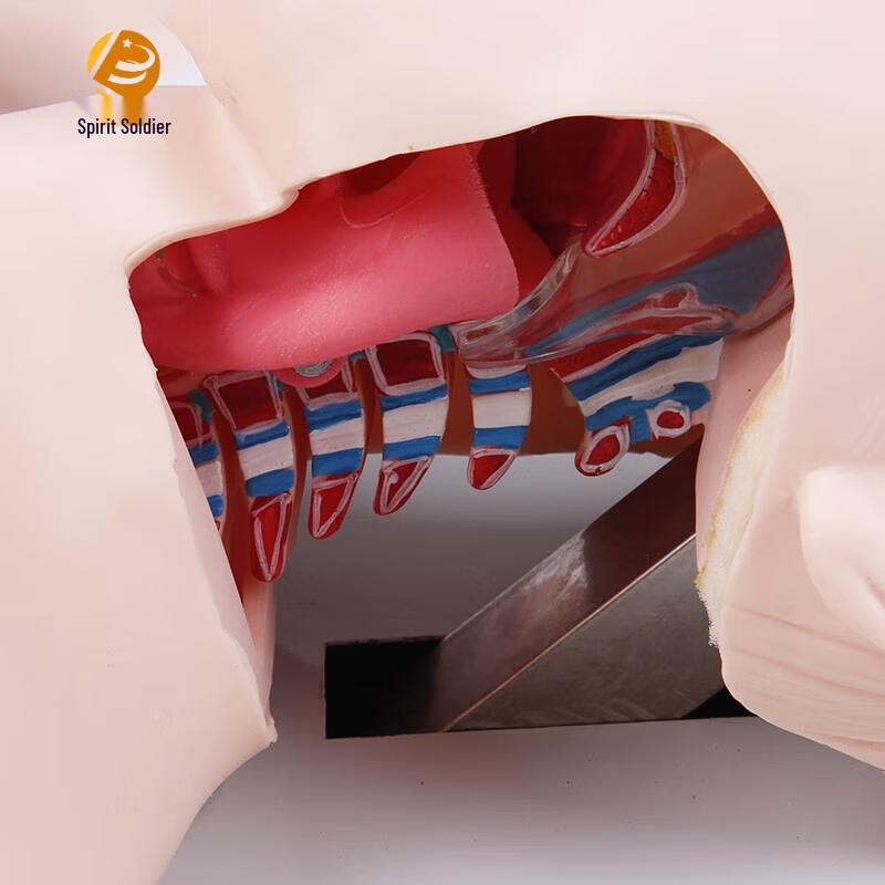 Airway Management Tracheal Intubation Training Model