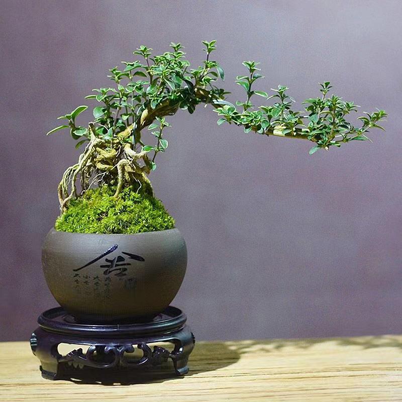 Садовые принадлежности Пластиковая основа для цветочного горшка Подходит для различных типов цветочных горшков, ваз, антикварных украшений