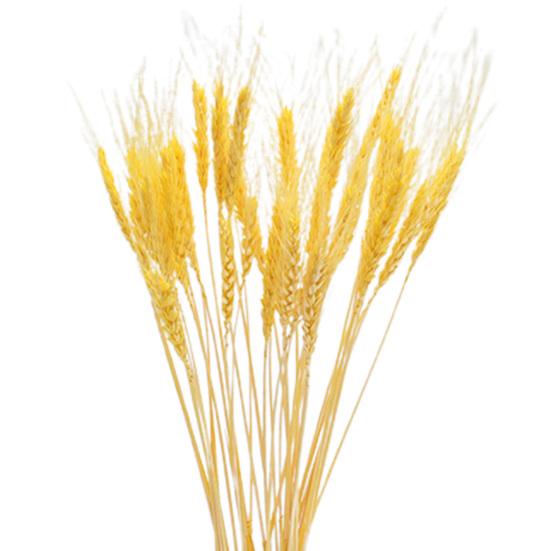 Практичная сушеная овсяная трава, яркая, не требует воды, деревенский стиль