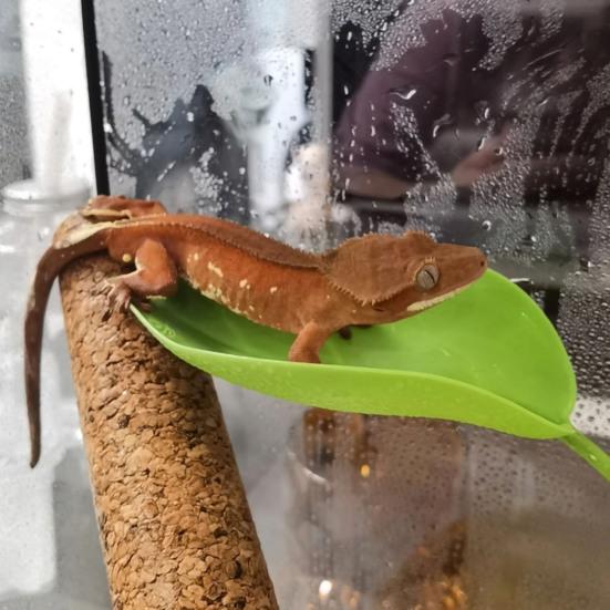 3 Pcs Turtle Basking Platform Leaf Shape Bearded Dragon Basking Platform with Suction Cups Tree Frog Tank Accessories for Leopard Gecko Tank Decor