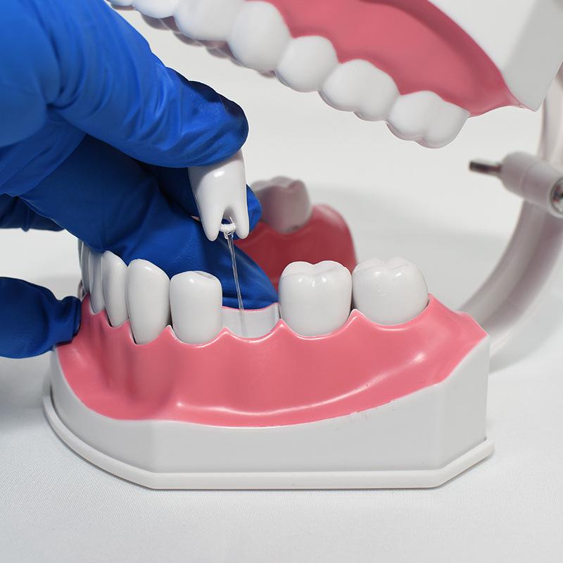 Детская модель зубов для обучения чистке зубов – съемные нижние зубы, размер 2x для обучения в детском саду