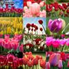 Diamond Embroidery Tulips 5D DIY Diamond Painting Cross Stitch Rhinestone