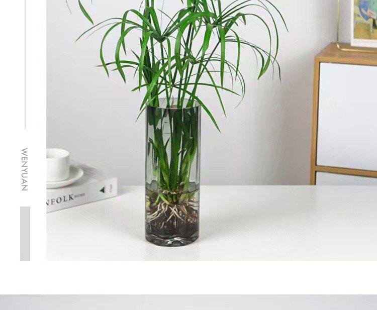 Hydroponic Lucky Bamboo and Aquatic Grass for Fish Tanks and Ponds