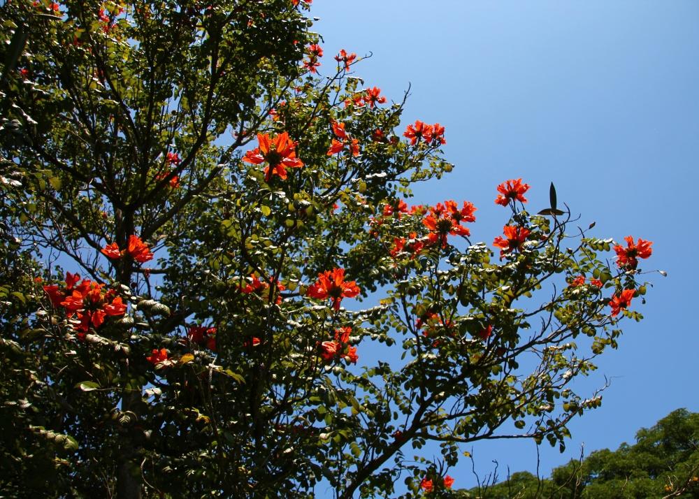 SAFLAX Африканское тюльпановое дерево - 30 семян - С горшечным субстратом для лучшего выращивания - Spathodea Campanulata