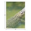 Australian saltwater crocodile Throw Blanket Designers funny gift halloween Sofa Blankets
