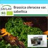 Подарочный набор - Органический - Капуста - Westland Winter - 70 семян - С подарочной коробкой, карточкой, этикеткой и субстратом для горшков - Brassica oleracea