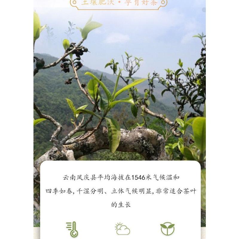 Юньнаньский черный чай Кунг-фу Черный чай Фэнцин Лицзе Золотая игла с медом и золотым бутоном 8,8 унции