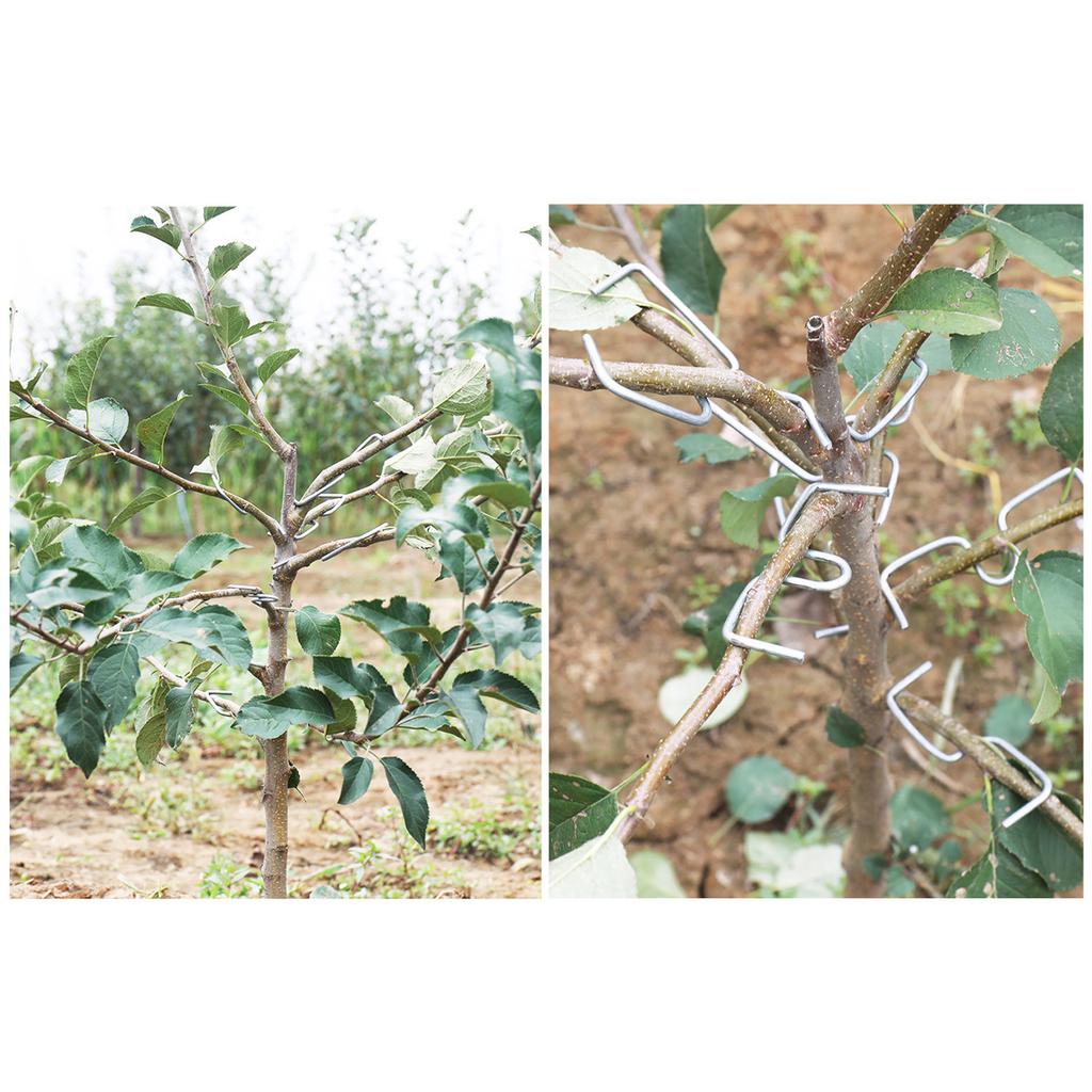 20/50/100 шт. Машина для подвязывания веток фруктовых деревьев, сельскохозяйственный инструмент, инструмент для сгибания веток сливовых деревьев под открытым углом, фруктовая ветвь