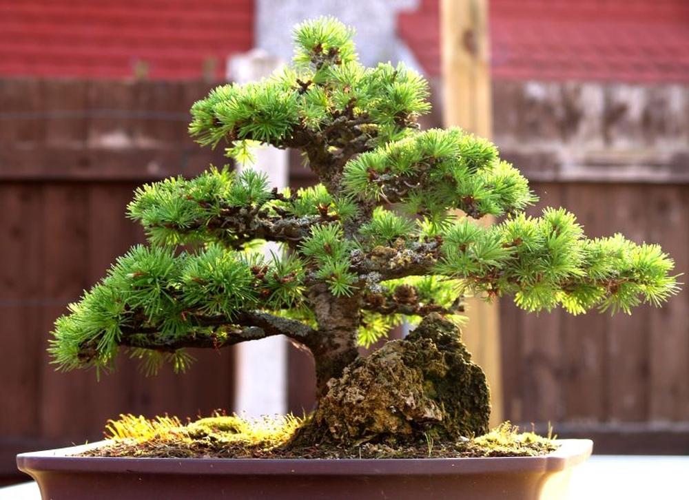 SAFLAX Garden in the Bag - Бонсай - Лиственница европейская - 75 семян - С субстратом в подходящем мешке - Larix decidua