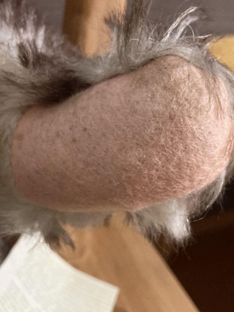 [USED] Herman Plush Teddy Bear Little Old Max