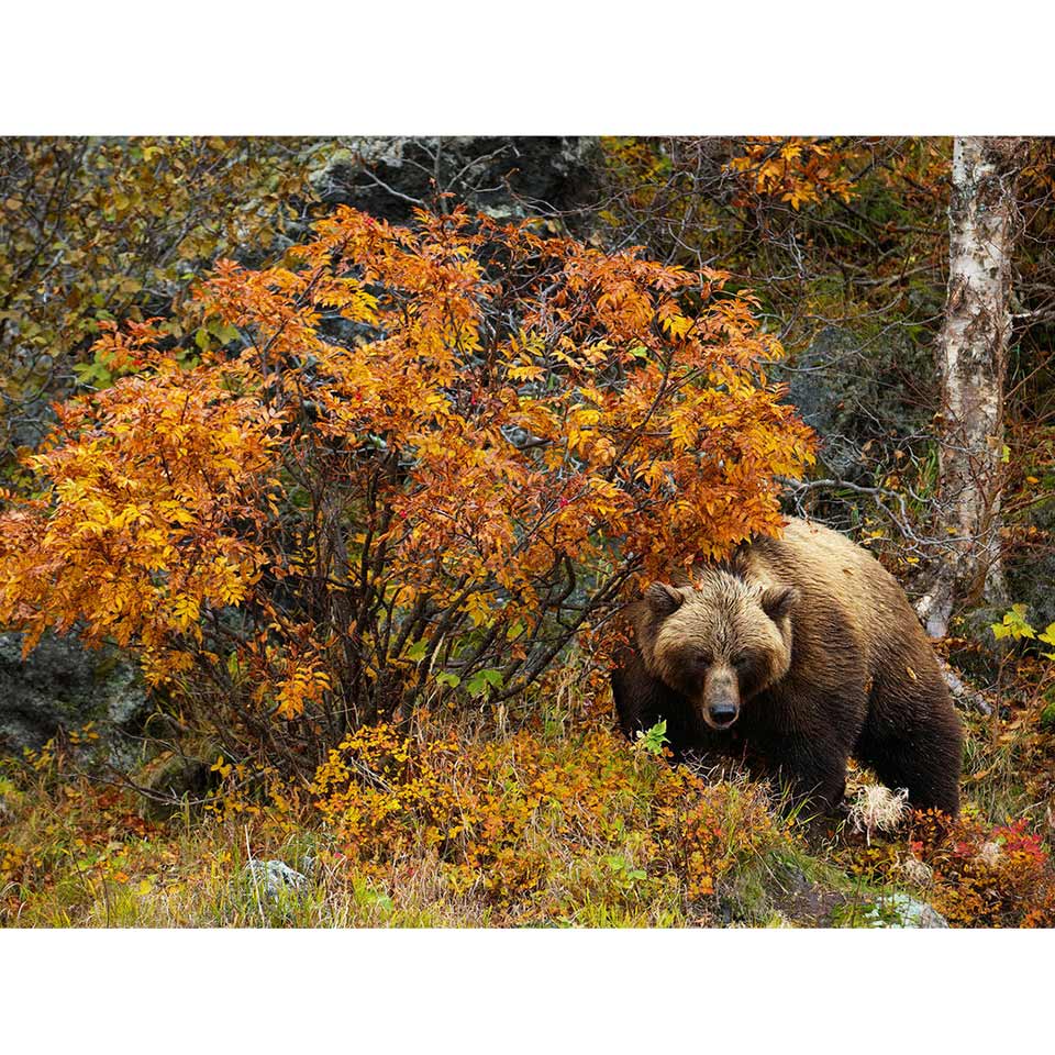 5D DIY Алмазная картина Медведь Набор для вышивки крестом Полный Круглый Алмазная вышивка Животное Мозаика Стразы Картина Домашний декор