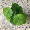 Маленькая имитация денежной травы 9 головок искусственные растения искусственный лист лотоса декор для дома офиса