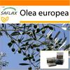 Garden in the Bag - Олива обыкновенная - 20 семян - С субстратом в подходящем пакете - Olea europea