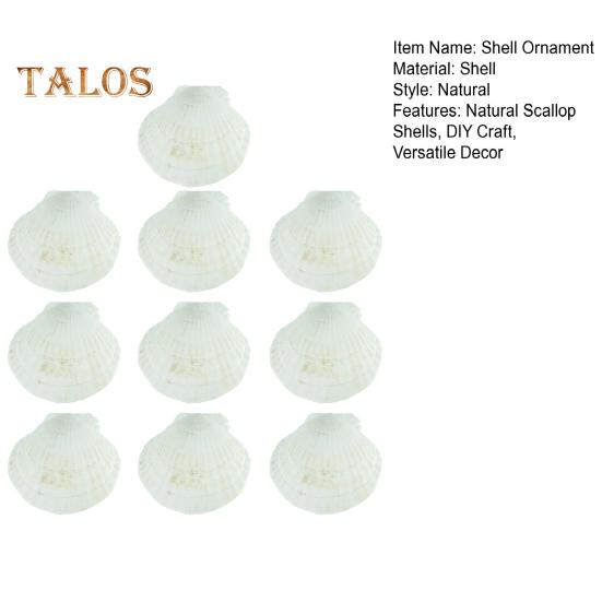 10Pcs Natural Scallop Shells DIY Crafts Theme Party Decor Bright White Seashells Jewelry Christmas Decoration