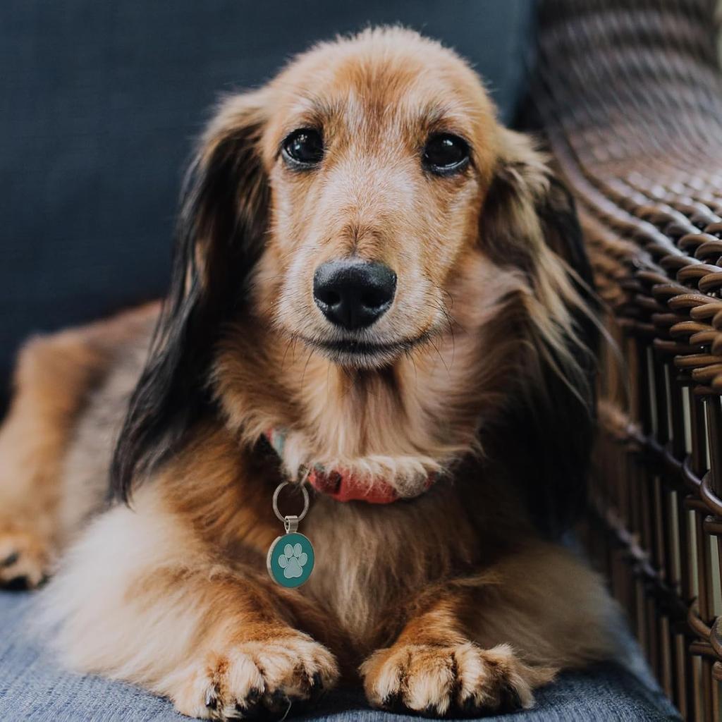 MYLUCKYTAG QR Code Pet ID | Personalized Dog & Cat Collar Tag | Online Profile with tant Scanned Location Alert Email