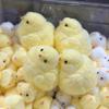 Ручная работа Желтая Большая Курица Плюшевая Силиконовая Мягкая Щипковая Игрушка Милая Курица Цыплята Таба Сжимающая Игрушка Мягкий Сброс Руки Стресс