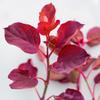 100 Red Orach Seeds