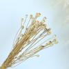 Yunnan Dried Flower Bouquet: Real Roses, Eucalyptus, Golden Balls & Baby's Breath for DIY Home Decor