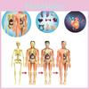 Человеческая съемная структура игрушка набор детский когнитивный орган кукла анатомия