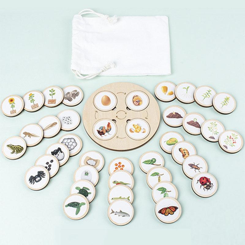 Life Cycle Board Montessori Kit Biology Science Education Toys For Kids Sensory Tray Animal Figure Life Cycle Sorting Wooden Toy