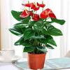 Smooth Sailing White Anthurium Potted Plant - Easy-to-Grow Indoor Greenery for Good Luck