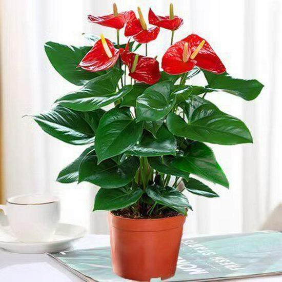 Smooth Sailing White Anthurium Potted Plant - Easy-to-Grow Indoor Greenery for Good Luck