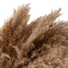 50 Pcs Dried Pampas Grass, Artificial Plant Reed Rabbittail Bouquet Home Decoration Boho Wedding Decoration