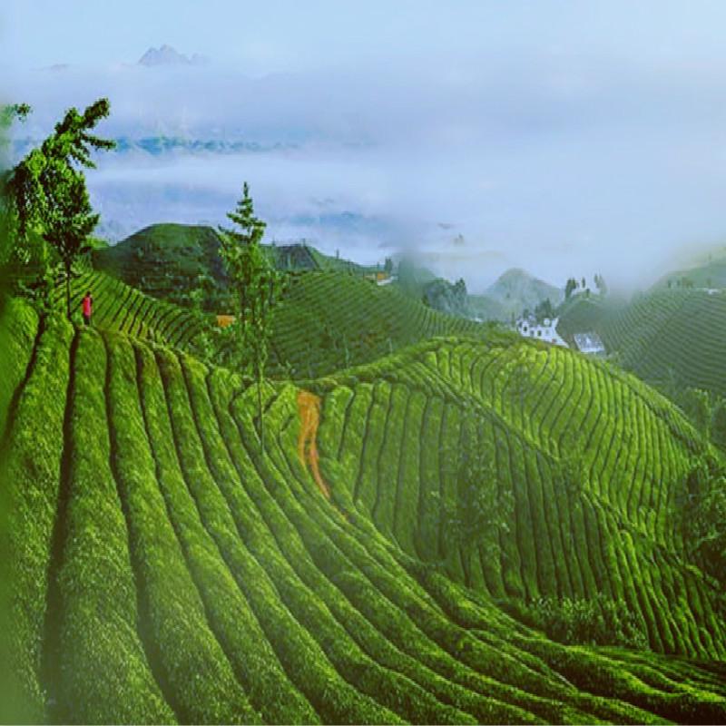 Травяной чай из сушеных эмбрионов хризантемы, цветочный чай для глаз, 40 г